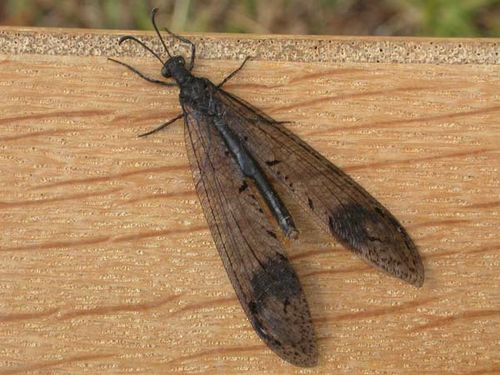 Antlion Lacewing | Glenoleon falsus photo