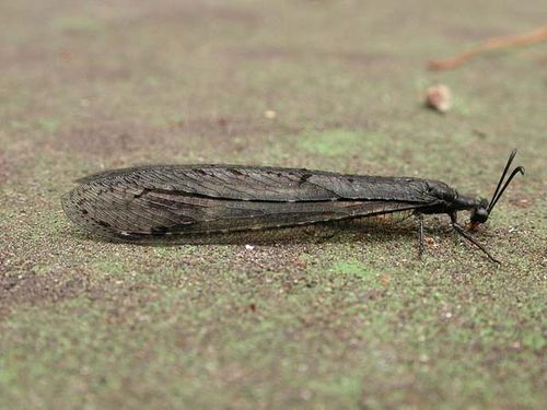 Antlion Lacewing | Glenoleon falsus photo