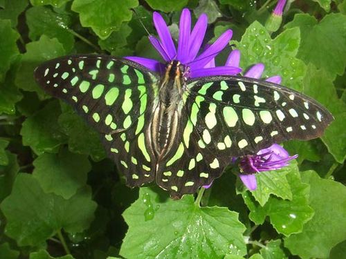 Green Spotted Triangle | Graphium agamemnon photo