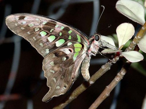 Green Spotted Triangle | Graphium agamemnon photo