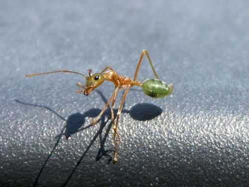 Green Tree Ant | Oecophylla smaragdina photo