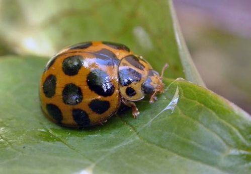 Common Spotted Ladybird | Harmonia conformis photo