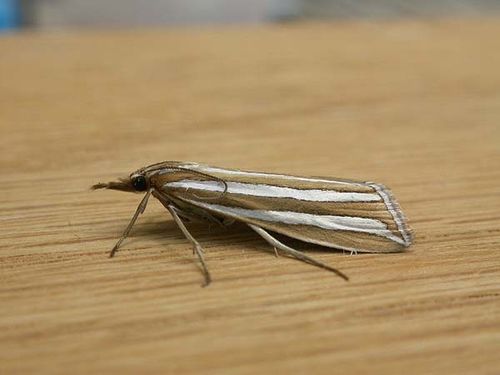 Webworm | Hednota bivittella photo