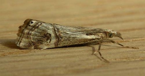 Pasture Webworm | Hednota longipalpella photo