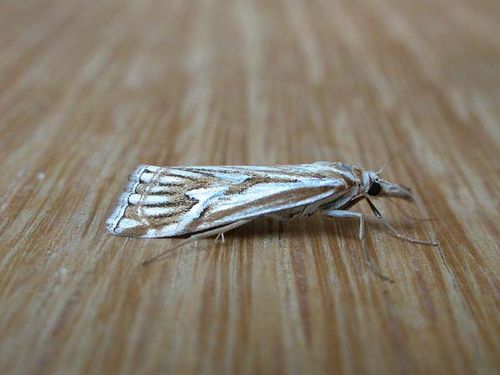 Webworm | Hednota pleniferellus photo