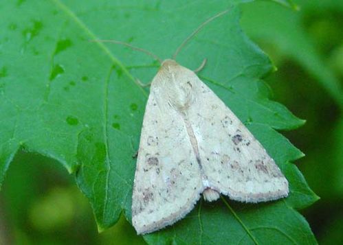 Cotton Bollworm | Helicoverpa armigera photo