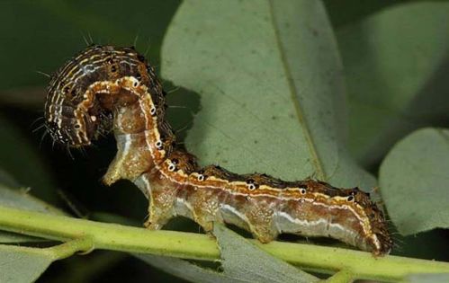 Cotton Bollworm | Helicoverpa armigera photo