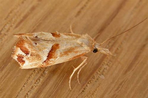 no common name | Heliocosma argyroleuca photo