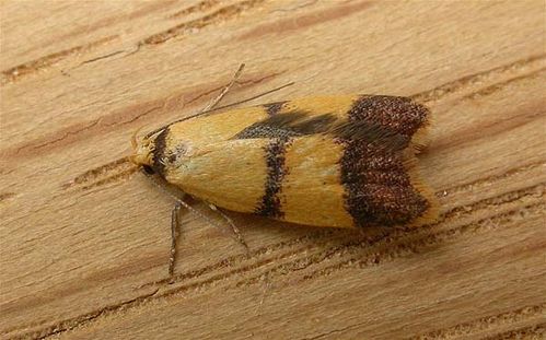 no common name | Heteroteucha translatella photo