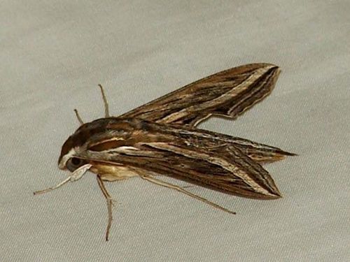 Vine Hawk Moth (Hippotion celerio)