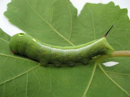 Vine Hawk Moth | Hippotion celerio photo