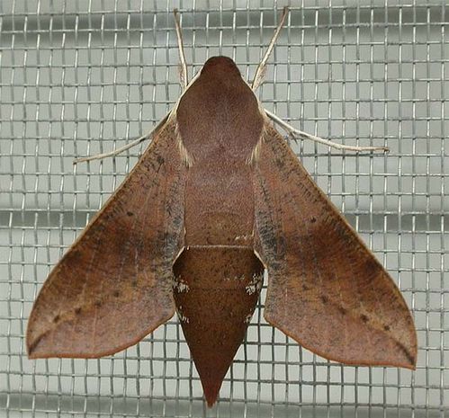 Coprosma Hawk Moth | Hippotion scrofa photo
