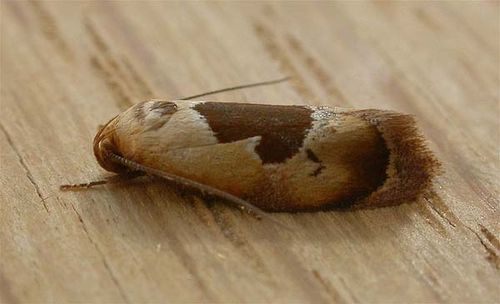 no common name | Hoplomorpha camelaea photo