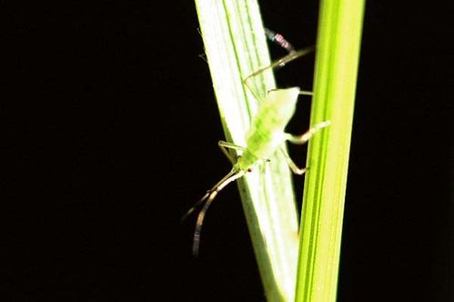 Mealy Plum Aphid | Hyalopterus pruni photo