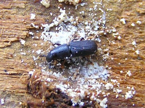 Black Pine Bark Beetle | Hylastes ater photo