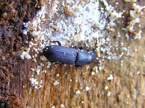 Black Pine Bark Beetle | Hylastes ater photo