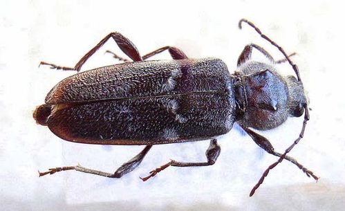 European House Borer | Hylotrupes bajulus photo