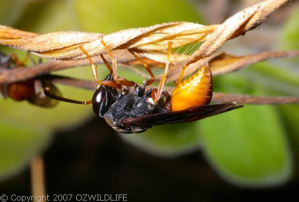 Potter Wasp | Paralastor sp photo