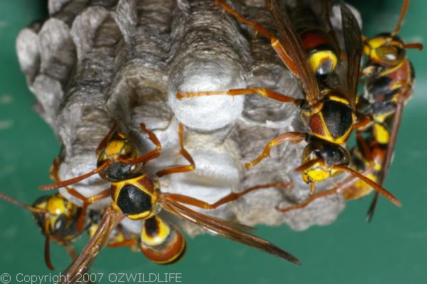 Paper Wasp | Polistes sp photo