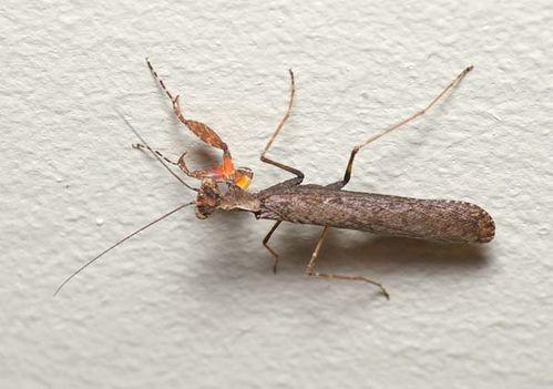 Boxer Bark Mantid | Paraoxypilus sp photo