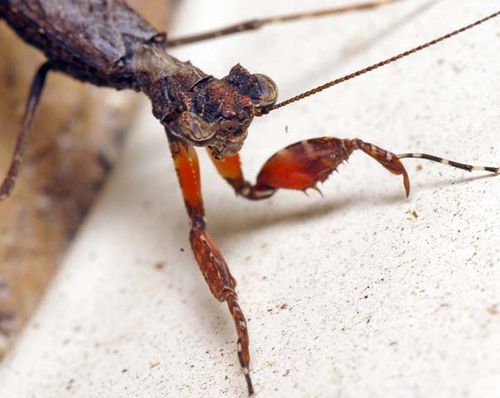 Boxer Bark Mantid | Paraoxypilus sp photo