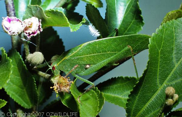 Gum Leaf Katydid | Torbia viridissima photo