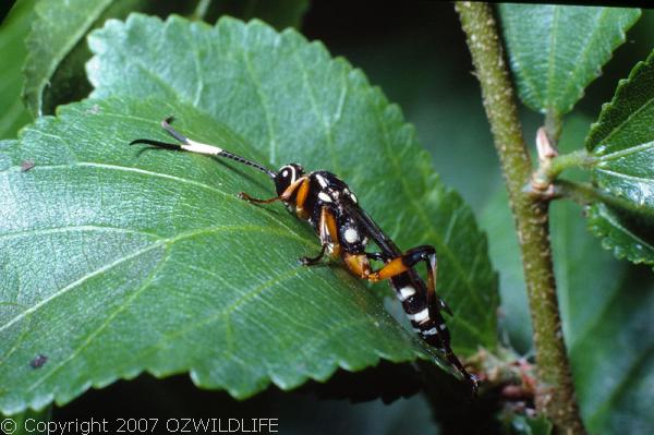 Black and White-striped Ichneumon Wasp | Gotra sp1 photo