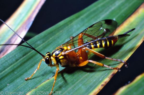 Ichneumon Wasp | Xanthopimpla sp photo