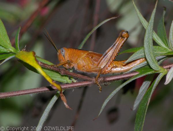 Hedge Grasshopper Valanga Irregularis