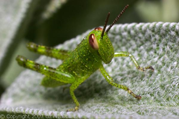 Hedge Grasshopper | Valanga irregularis photo