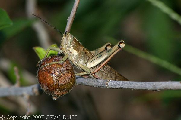 Hedge Grasshopper | Valanga irregularis photo