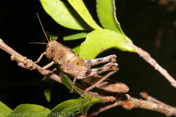 Hedge Grasshopper | Valanga irregularis photo