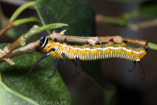 Common Crow Butterfly | Euploea core photo