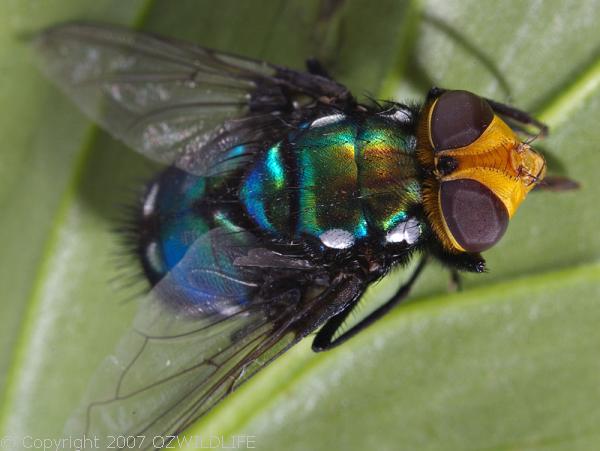 Snail Parasite Blowfly | Amenia imperialis photo