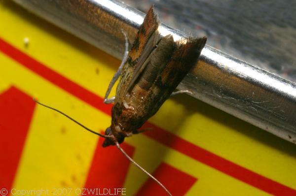 Indian Meal Moth | Plodia interpunctella photo