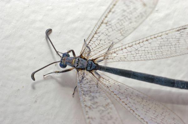 Antlion | Myrmeleontidae family Antlion | Myrmeleontidae family photo