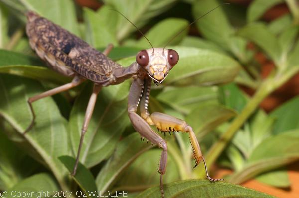 Burying Mantis | Sphodropoda tristis photo