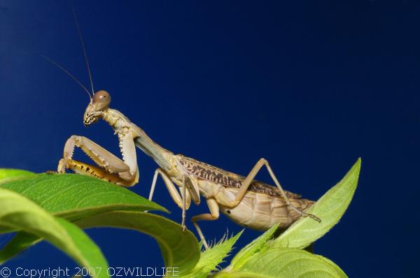 Burying Mantis | Sphodropoda tristis photo