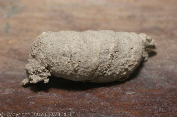 Mud Dauber Wasp | Sceliphron sp photo