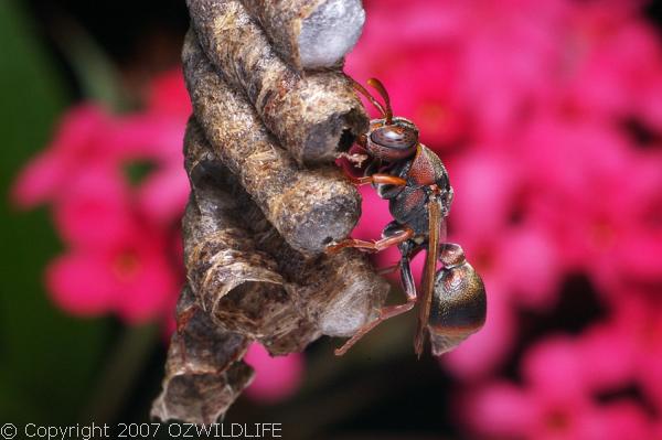 Paper Wasp | Ropalidia revolutionalis photo