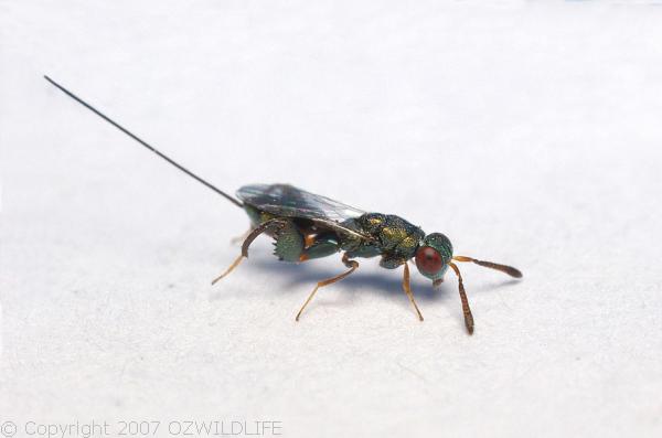 Mantis Parasitic Wasp | Podagrion sp photo