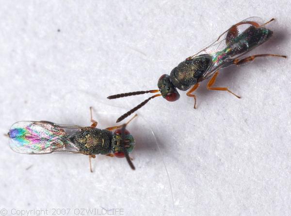 Mantis Parasitic Wasp | Podagrion sp photo