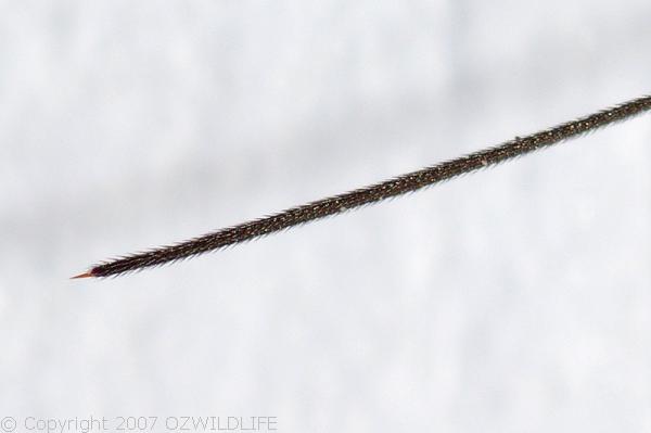 Mantis Parasitic Wasp | Podagrion sp photo