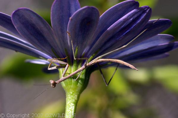 Burying Mantis | Sphodropoda tristis photo