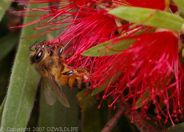 Honey Bee | Apis mellifera photo