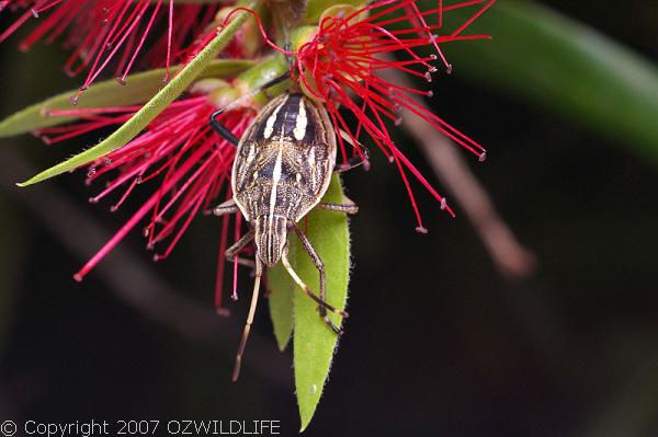 Gum Tree Shield Bug | Poecilometis ellipticus photo