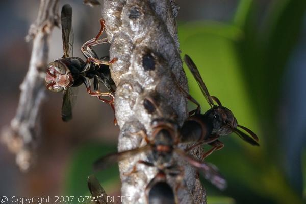 Paper Wasp | Ropalidia revolutionalis photo