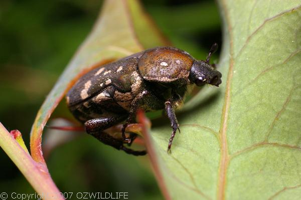 Brown Flower Beetle | Glycyphana stolata photo