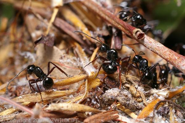 Dome-backed Spiny Ant | Polyrhachis australis photo