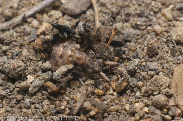 Antlion | Myrmeleontidae family Antlion | Myrmeleontidae family photo